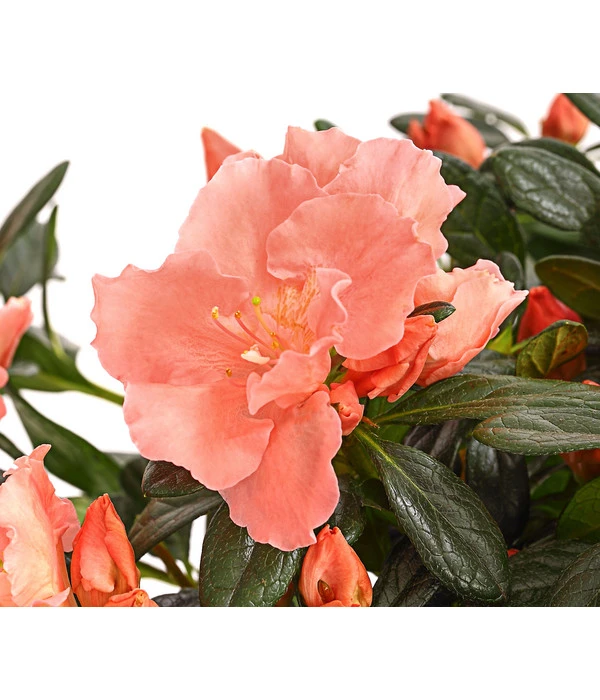 Zimmerazalee - Rhododendron Simsii 'Toshi London' 4 Zimmerazalee - Rhododendron Simsii 'Toshi London' – Bild 2