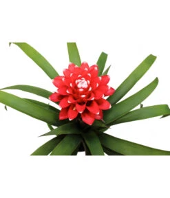 Guzmanie - Guzmania 'Hope' -Dehner 8232076 WE DE 001 GuzmanieGuzmaniaHope