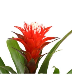 Guzmanie - Guzmania 'Hope' -Dehner 8232076 WE DE 001 GuzmanieGuzmaniaHopeRotT12DehnerExpressHerzig