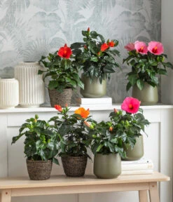 Dehner Jute-Korb Selin, Rund, Schwarz -Dehner 8233389 8233371 8233496 8233405 8233413 6866826 6866834 WE MO 001 Hibiskus