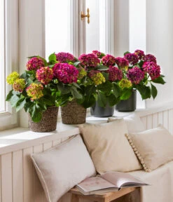 Dehner Jute-Korb Selin, Rund, Schwarz -Dehner 8234429 4439196 4439204 4439212 WE MO 001 HortensieLila