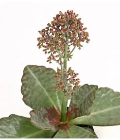 Kalanchoe - Kalanchoe Humilis 'Desert Surprise' -Dehner 8238719 PR DE 001 KalanchoeDesertSurpriseT10DehnerExpressHerzig