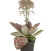 Kalanchoe - Kalanchoe Humilis 'Desert Surprise'