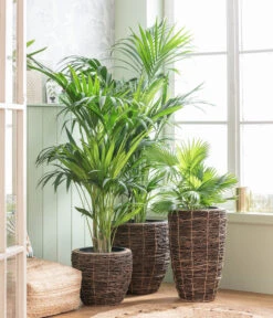 Dehner Holz-Vase Akira, Rund, Braun, Ca. Ø34/H55 Cm -Dehner 8240764 WE MO 001 Howea