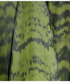 Bogenhanf - Sansevieria Zeylanica -Dehner 8241176 PR DE 001 SansevierieSansevieriaZeylanicaT21DehnerExpressZS