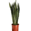 Bogenhanf - Sansevieria Zeylanica 2 Bogenhanf - Sansevieria Zeylanica -Dehner 8241176 PR FS 001 SansevierieSansevieriaZeylanicaT21DehnerExpressZS