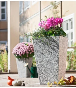 Alpenveilchen, Gerandet -Dehner 8244014 8217580 PR MO 001 MuehlenbeckiaDrahtweinAlpenveilchenGranitTopfGrau30x30x49cm