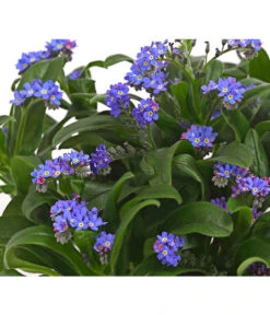 Vergissmeinnicht -Dehner 8244501 PR DE 001 MyosotisSylvaticaVergissmeinnichtT11DehnerHerzig