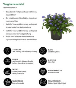 Vergissmeinnicht -Dehner 8244501 WE IG 001 Vergissmeinnicht