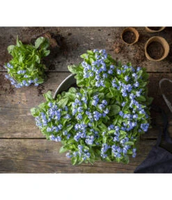 Vergissmeinnicht -Dehner 8244501 WE MO 001 MyosotisSylvaticaVergissmeinnichtT11blauGC2021