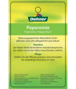 Peperomie - Peperomia Ferreyrae 'Happy Bean' -Dehner 8252397 PeperomiaHappyBean 22022017 2