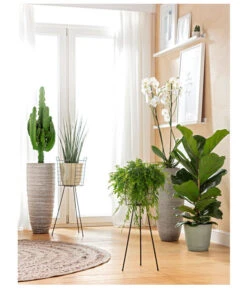 Schamblume - Aeschynanthus Japhrolepis, Ampel -Dehner 8253023 BodentiefeFensterHungerSimmeth