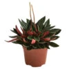 Peperomie - Peperomia Caperata 'Rosso' -Dehner 8256091 PR FS 001 PeperomiaRossoT12DehnerExpressHerzig