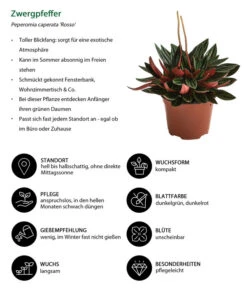 Peperomie - Peperomia Caperata 'Rosso' 5 Peperomie - Peperomia Caperata 'Rosso' -Dehner 8256091 WE IG 001 Zwergpfeffer