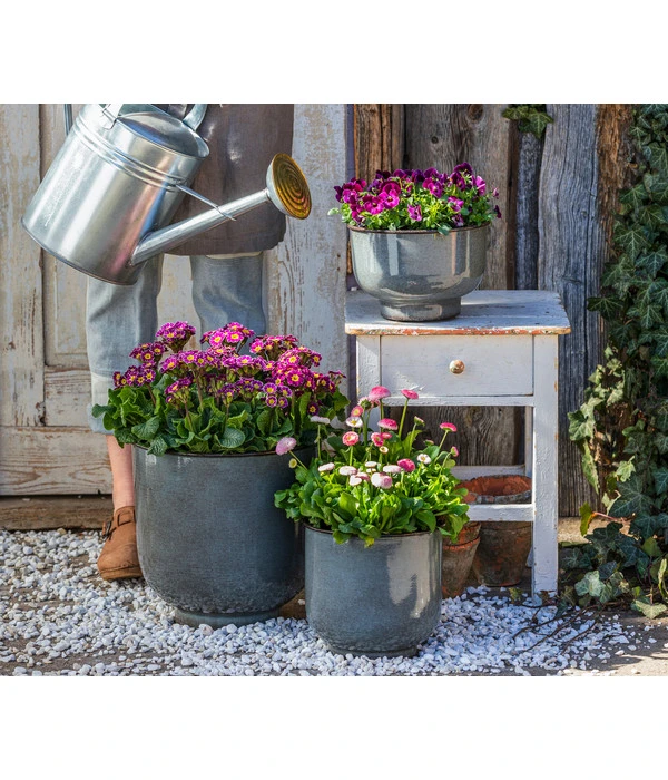 Gänseblümchen 'Erdbeersahne', Gefüllt 5 Gänseblümchen 'Erdbeersahne', Gefüllt – Bild 3