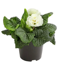 Gefüllte Primel, Verschiedene Sorten -Dehner 8261356 PR FS 003 PrimelnPrimulaGefuelltT11DehnerExpressHerzig