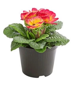 Gefüllte Primel, Verschiedene Sorten -Dehner 8261356 PR FS 004 PrimelnPrimulaGefuelltT11DehnerExpressHerzig