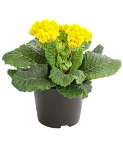 Gefüllte Primel, Verschiedene Sorten -Dehner 8261356 PR FS 006 PrimelnPrimulaGefuelltT11DehnerExpressHerzig