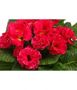 Gefüllte Primel, Verschiedene Sorten -Dehner 8261356 WE DE 002 PrimulaGefuelltPrimelT10Herzig