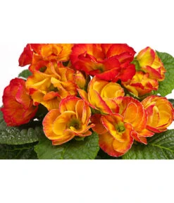 Gefüllte Primel, Verschiedene Sorten -Dehner 8261356 WE DE 003 PrimulaGefuelltPrimelT10Herzig