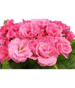 Gefüllte Primel, Verschiedene Sorten -Dehner 8261356 WE DE 005 PrimulaGefuelltPrimelT10Herzig