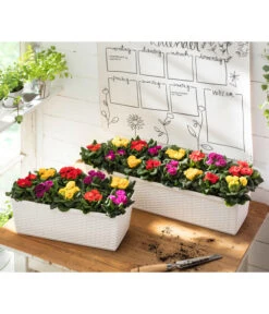 Gefüllte Primel, Verschiedene Sorten -Dehner 8261356 WE MO 001 PrimulaVulgarisT10