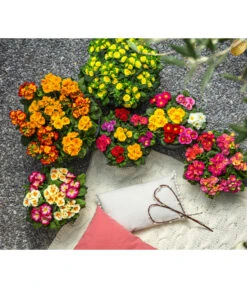 Gefüllte Primel, Verschiedene Sorten -Dehner 8261489 WE MO 001 PrimelnPrumulaVulgarisPrimelschaleRotGelbStaengelprimel