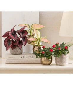 Dehner Metall-Übertopf Kody, Bauchig, Gold -Dehner 8265357 WE MO 001 RosenMixT6Valentin