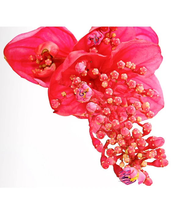 Medinille - Medinilla Magnifica 'Flamenco' 5 Medinille - Medinilla Magnifica 'Flamenco' – Bild 3