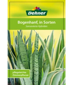 Bogenhanf - Sansevieria Cylindrica 'Mikado' -Dehner 82686741 8268591 8268807 8296782 8268799 8241077 Bogenhanf 1