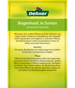 Bogenhanf - Sansevieria Cylindrica 'Mikado' -Dehner 82686741 8268591 8268807 8296782 8268799 8241077 Bogenhanf 2