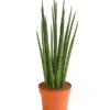 Bogenhanf - Sansevieria Cylindrica 'Mikado' -Dehner 8268799 WE FS 001 BogenhanfSansevierieSansevieriaMikadoT12DehnerExpressHerzig