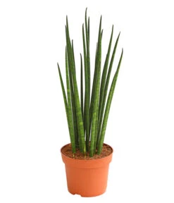 Bogenhanf - Sansevieria Cylindrica 'Mikado'