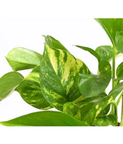 Efeutute - Epipremnum Aureum -Dehner 8271926 WE DE 001 EfeututeEpipremnumAuremT11DehnerExpressHerzig