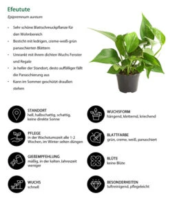 Efeutute - Epipremnum Aureum -Dehner 8271926 WE IG 001 EfeututeEpipremnumAureumT11DehnerExpressHerzig