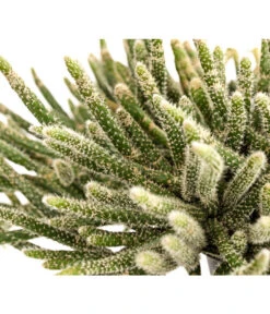 Korallenkaktus - Rhipsalis Cassutha, Verschiedene Sorten, Ampel -Dehner 8275307 PR DE 001 RhipsalisAmpelKorallenkaktusT18DehnerExpressHerzig