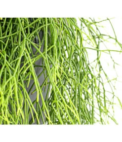 Korallenkaktus - Rhipsalis Cassutha, Verschiedene Sorten, Ampel -Dehner 8275307 PR DE 002 RhipsalisAmpelKorallenkaktusT18DehnerExpressHerzig