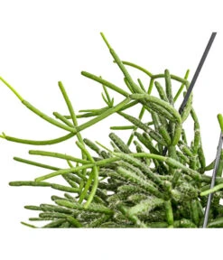 Korallenkaktus - Rhipsalis Cassutha, Verschiedene Sorten, Ampel -Dehner 8275307 PR DE 003 RhipsalisAmpelKorallenkaktusT18DehnerExpressHerzig