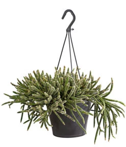 Korallenkaktus - Rhipsalis Cassutha, Verschiedene Sorten, Ampel -Dehner 8275307 PR FS 001 RhipsalisAmpelKorallenkaktusT18DehnerExpressHerzig