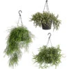 Korallenkaktus - Rhipsalis Cassutha, Verschiedene Sorten, Ampel -Dehner 8275307 PR FS 001 RhipsalisAmpelMixT18