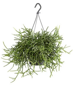 Korallenkaktus - Rhipsalis Cassutha, Verschiedene Sorten, Ampel -Dehner 8275307 PR FS 003 RhipsalisAmpelKorallenkaktusT18DehnerExpressHerzig