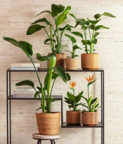 Dehner Seegras-Korb Igmar, Konisch 14 Dehner Seegras-Korb Igmar, Konisch -Dehner 8276446 4439014 6895635 WE MO 001 StrelitzienKorbIgmarTopfThies