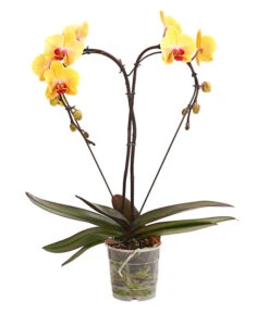 Schmetterlingsorchidee - Phalaenopsis Cultivars 'Heart', Verschiedene Sorten -Dehner 8280505 WE FS 002 SchmetterlingsorchideePhalaenopsisHeart2TrieberSonderfarbenDehnerExpressHerzig