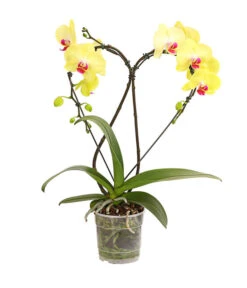 Schmetterlingsorchidee - Phalaenopsis Cultivars 'Heart', Verschiedene Sorten -Dehner 8280505 WE FS 003 SchmetterlingsorchideePhalaenopsisHeart2TrieberSonderfarbenDehnerExpressHerzig