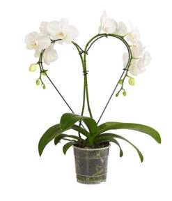 Schmetterlingsorchidee - Phalaenopsis Cultivars 'Heart', Verschiedene Sorten -Dehner 8280505 WE FS 005 SchmetterlingsorchideePhalaenopsisHeart2TrieberSonderfarbenDehnerExpressHerzig