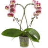 Schmetterlingsorchidee - Phalaenopsis Cultivars 'Heart', Verschiedene Sorten -Dehner 8280505 WE FS 006 SchmetterlingsorchideePhalaenopsisHeart2TrieberSonderfarbenDehnerExpressHerzig