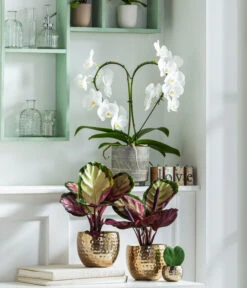 Schmetterlingsorchidee - Phalaenopsis Cultivars 'Heart', Verschiedene Sorten -Dehner 8280505 WE MO 001 PhalaenopsisHerzT12