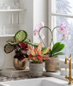 Schmetterlingsorchidee - Phalaenopsis Cultivars 'Heart', Verschiedene Sorten -Dehner 8280505 WE MO 001 PhalaenosisHeartT12Valentin