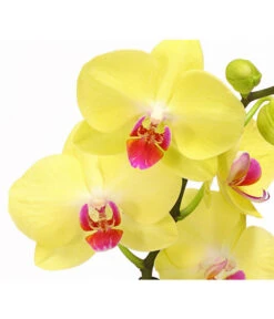 Schmetterlingsorchidee - Phalaenopsis Cultivars 'Crossing' -Dehner 8280513 PR DE 002 SchmetterlingsorchideePhalaenopsisCrossing2TrieberT12Herzig