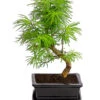 Outdoor-Bonsai Goldlärche - Pseudolarix Amabilis 2 Outdoor-Bonsai Goldlärche - Pseudolarix Amabilis -Dehner 8286221 PR FS 001 LaercheLarixSFormOhneSchaleT15DehnerExpressHerzig